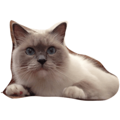 [LINEスタンプ] 猫のシフォン。