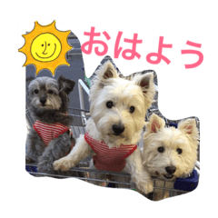 [LINEスタンプ] ウエスティ さくももの部屋