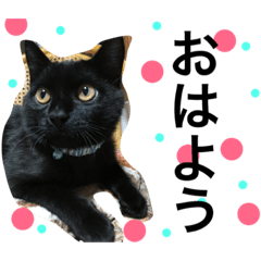 [LINEスタンプ] あいさつ猫
