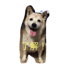 [LINEスタンプ] 栗田の柴犬みかんちゃん