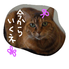 [LINEスタンプ] 猫と愉快な仲間達パート2