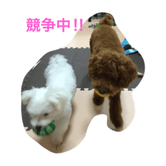 [LINEスタンプ] タロとシロ 2