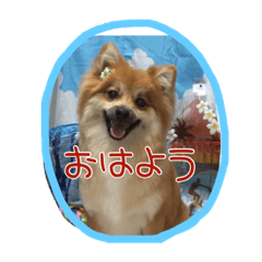 [LINEスタンプ] ポメラニアン#こむぎ