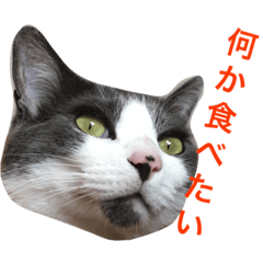 [LINEスタンプ] Tom ＆Deco