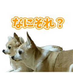 [LINEスタンプ] とら・はな・まる