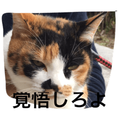 [LINEスタンプ] 三毛猫ごぱん