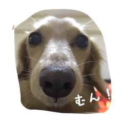 [LINEスタンプ] ダックスらぶ❤︎