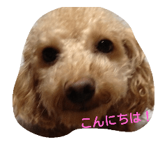 [LINEスタンプ] モコモコわんちゃん