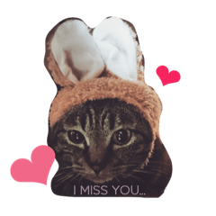 [LINEスタンプ] アプニャん さば猫ライフ