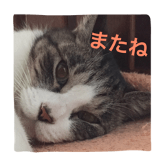 [LINEスタンプ] K@yopiの猫たち