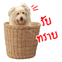 [LINEスタンプ] Ngong Ngaeng