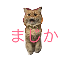 [LINEスタンプ] うちねこのすたんぷ