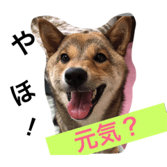 [LINEスタンプ] 胡麻柴つくし げんげん元気②