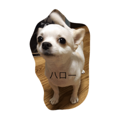 [LINEスタンプ] スイスタンプ