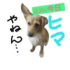 [LINEスタンプ] 片耳立ち犬 salang2