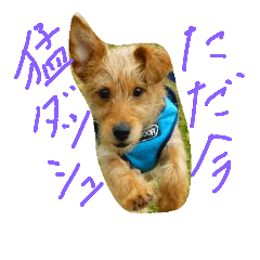 [LINEスタンプ] 片耳立ち犬 Salang