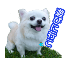 [LINEスタンプ] チワワのラッキー＊日常会話②