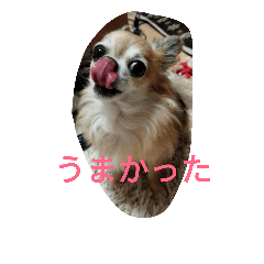 [LINEスタンプ] こんにチワワ！