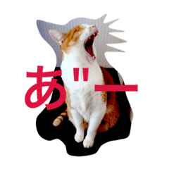 [LINEスタンプ] 我がニャン子