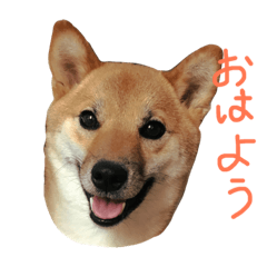 [LINEスタンプ] 柴犬 きなこ