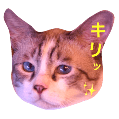 [LINEスタンプ] 猫カフェもろどうふの子スタンプ 感情版