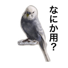 [LINEスタンプ] インコのとうふ