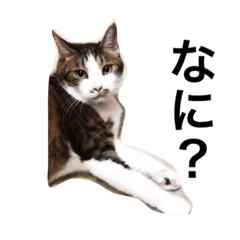 [LINEスタンプ] にゃあさんとくろちゃん1.2