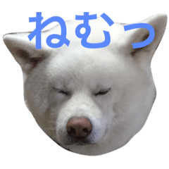 [LINEスタンプ] 梅さんとラッキーくん