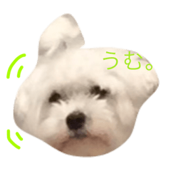 [LINEスタンプ] ハッピーゆきまる1