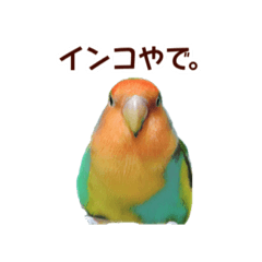 [LINEスタンプ] インコの会話