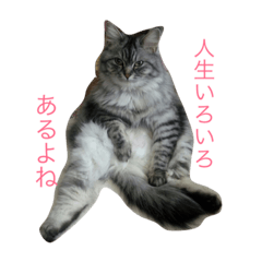 [LINEスタンプ] るれなんず〜うちのねこ〜の画像（メイン）