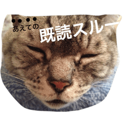 [LINEスタンプ] チャチャチビィーの大家族3