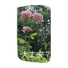 [LINEスタンプ] 薔薇もあるお花のスタンプ