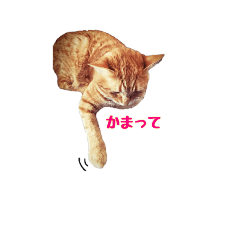 [LINEスタンプ] 猫カワ