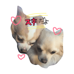 [LINEスタンプ] チワワ？のパセリ＆番忍