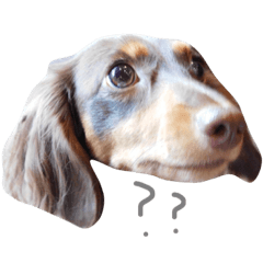 [LINEスタンプ] ダックスのメルちゃん