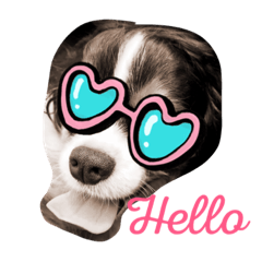 [LINEスタンプ] 我が家のゆかいな仲間たち