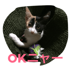 [LINEスタンプ] 子猫アメちやん