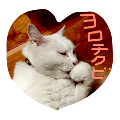 [LINEスタンプ] うずにゃん