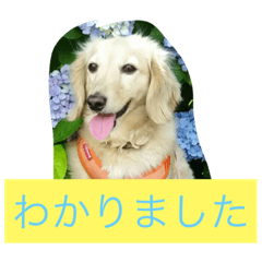 [LINEスタンプ] ひなの気まぐれスタンプ