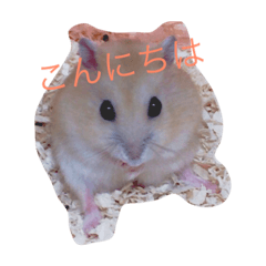 [LINEスタンプ] ハムスター詰め合わせ〜便利パック編〜