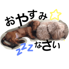 [LINEスタンプ] ミニチュアダックス♡ダップー♡もこ＆くう