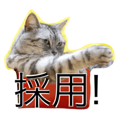 [LINEスタンプ] アメコの日常