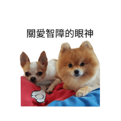 [LINEスタンプ] Chihuahua and Pomeranian's daily life