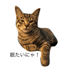 [LINEスタンプ] 保護猫カフェDearCat