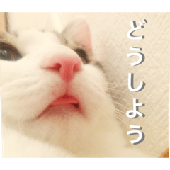 [LINEスタンプ] My Mii