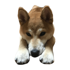 [LINEスタンプ] 柴犬 コタロー