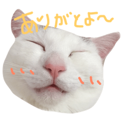 [LINEスタンプ] 保護猫すたんぷ 2