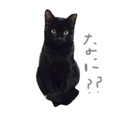 [LINEスタンプ] 黒猫とフェレット