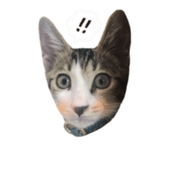 [LINEスタンプ] We are cats brother